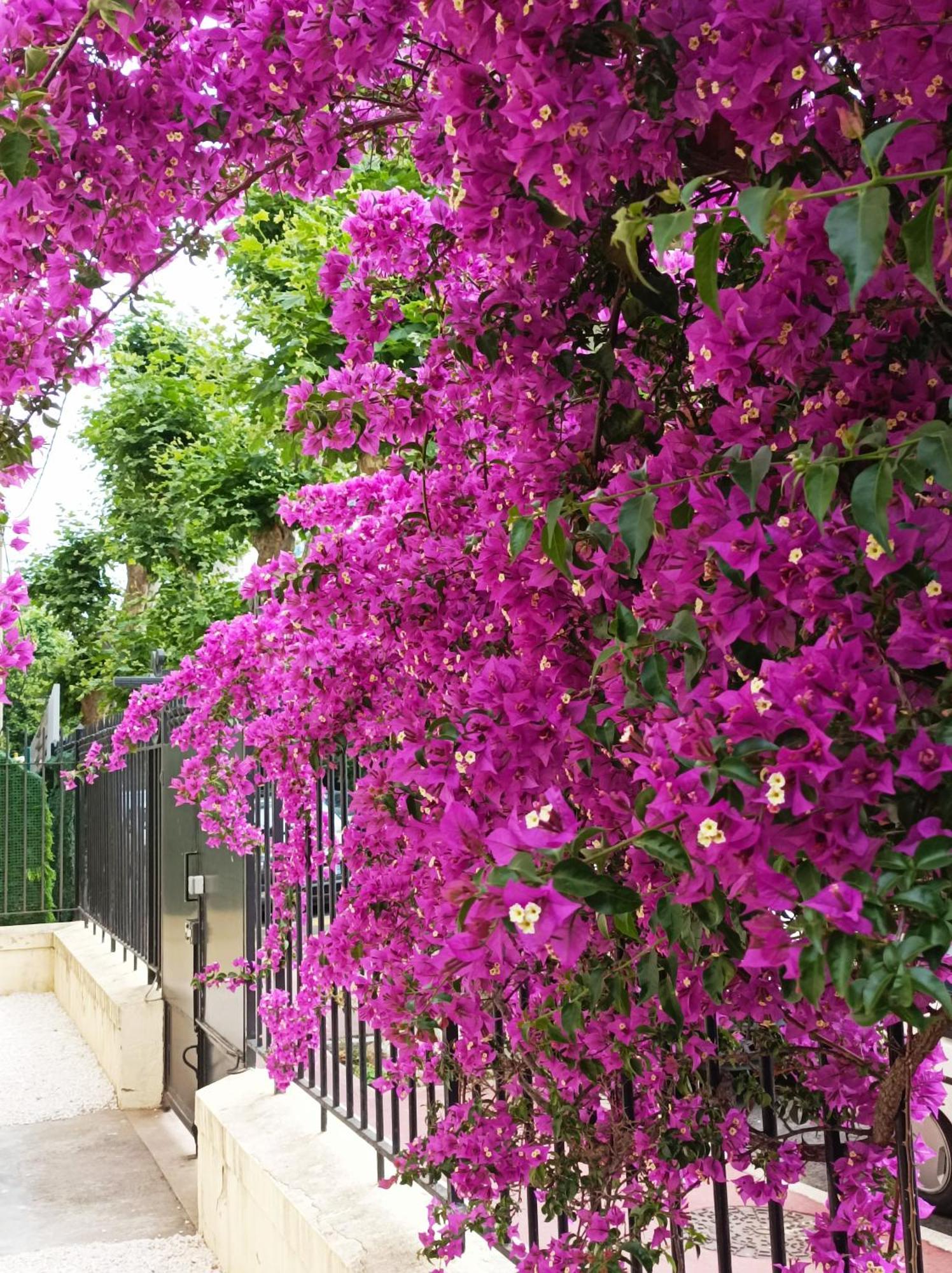 Le Salvator Apartment Cannes Exterior photo